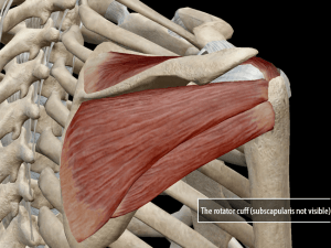 عضلات چرخاننده مفصل شانه