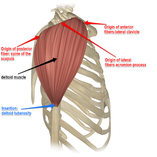 آناتومی عضله دالی یا دلتوئید