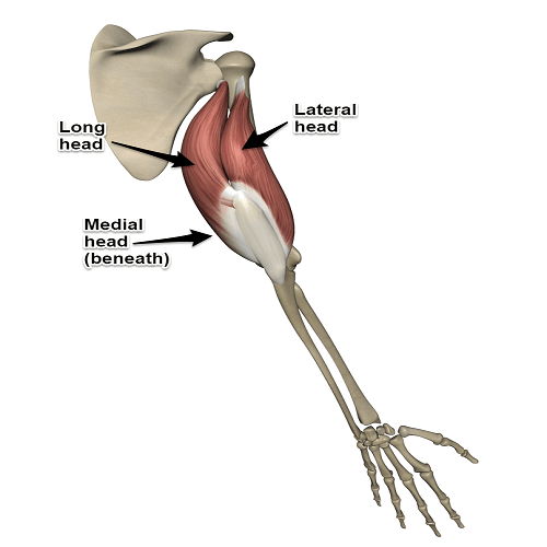 آناتومی عضله پشت بازو