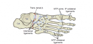استخوان‌های ناحیه مچ پا و پا 
