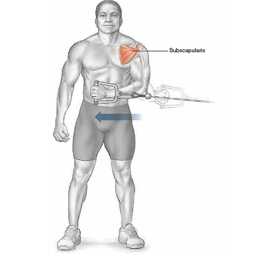 آناتومی حرکات بدنسازی: چرخش داخلی بازو سیم کش