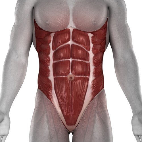 عضلات مرکزی بدن